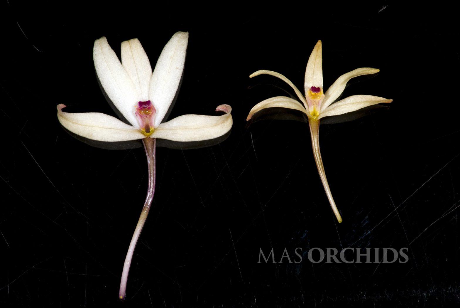 Barkeria obovata MAS ORCHIDS